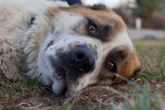 phoca_thumb_l_IMG_0380_resize