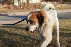 phoca_thumb_l_IMG_0396_resize