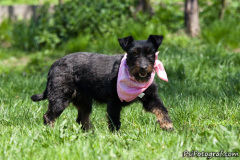 phoca_thumb_l_IMG_2607_resize