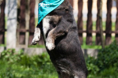 phoca_thumb_l_IMG_2615_resize