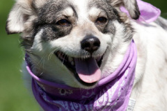 phoca_thumb_l_IMG_2674_resize