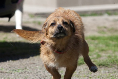 phoca_thumb_l_IMG_2679_resize