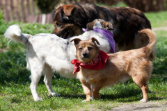 phoca_thumb_l_IMG_2706_resize