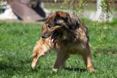 phoca_thumb_l_IMG_2721_resize