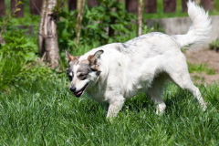 phoca_thumb_l_IMG_2793_resize