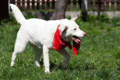 phoca_thumb_l_IMG_2839_resize