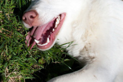 phoca_thumb_l_IMG_2919_resize