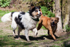 phoca_thumb_l_IMG_2971_resize