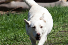 phoca_thumb_l_IMG_3035_resize