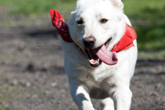 phoca_thumb_l_IMG_3042_resize