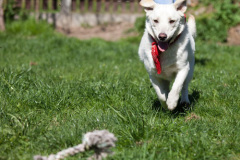 phoca_thumb_l_IMG_3082_resize