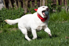 phoca_thumb_l_IMG_3090_resize