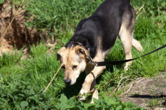phoca_thumb_l_IMG_3138_resize