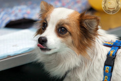 phoca_thumb_l_IMG_9449_resize