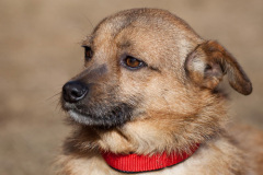 phoca_thumb_l_IMG_9811_resize