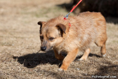 phoca_thumb_l_IMG_9817_resize