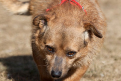 phoca_thumb_l_IMG_9821_resize