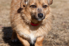 phoca_thumb_l_IMG_9822_resize