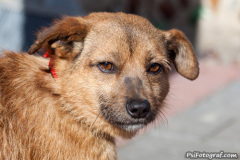 phoca_thumb_l_IMG_9832_resize