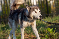 phoca_thumb_l_IMG_8137_resize