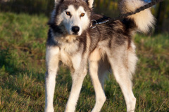 phoca_thumb_l_IMG_8145_resize