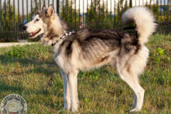 phoca_thumb_l_IMG_8148_resize