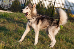 phoca_thumb_l_IMG_8149_resize