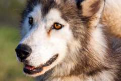 phoca_thumb_l_IMG_8155_resize