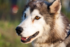 phoca_thumb_l_IMG_8156_resize