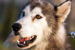 phoca_thumb_l_IMG_8159_resize