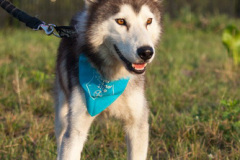 phoca_thumb_l_IMG_8167_resize