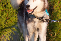 phoca_thumb_l_IMG_8184_resize