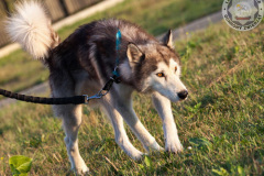 phoca_thumb_l_IMG_8192_resize