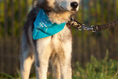 phoca_thumb_l_IMG_8198_resize