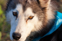 phoca_thumb_l_IMG_8205_resize
