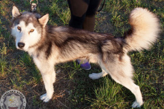 phoca_thumb_l_IMG_8210_resize