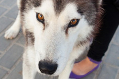 phoca_thumb_l_IMG_8229_resize