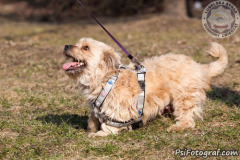 phoca_thumb_l_IMG_0135_resize
