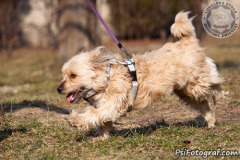 phoca_thumb_l_IMG_0145_resize