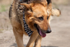 phoca_thumb_l_IMG_1381_resize
