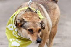 phoca_thumb_l_IMG_1773_resize