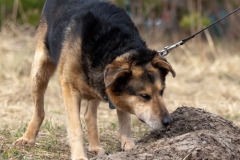 phoca_thumb_l_IMG_2059_resize