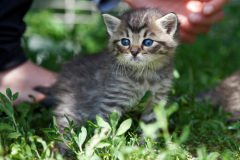 phoca_thumb_l_IMG_3884_resize