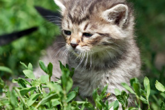 phoca_thumb_l_IMG_3886_resize