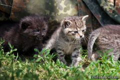 phoca_thumb_l_IMG_3887_resize