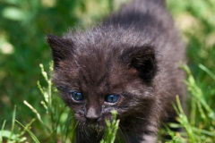 phoca_thumb_l_IMG_3889_resize