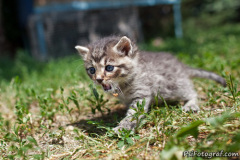 phoca_thumb_l_IMG_3901_resize