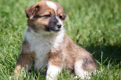 phoca_thumb_l_IMG_3907_resize