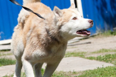 phoca_thumb_l_IMG_3936_resize