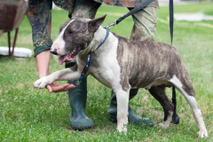 phoca_thumb_l_IMG_3982_resize
